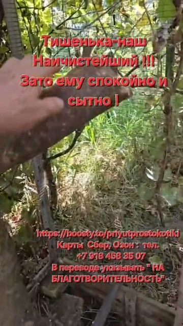 Наичистейший