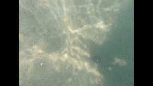 Подводная съемка в Чёрном море. Красавица медуза Аурелия
