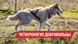 Четвероногие волонтёры: как в Иркутске тренируют собак-поисковиков