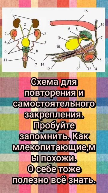 Зоология.Биология.
Система воспроизводства. Вид Собаки.