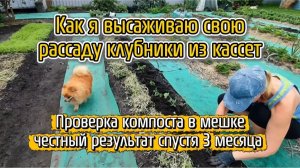 Как я высаживаю свою рассаду клубники из кассет. Проверка компоста в мешке, честный результат спустя