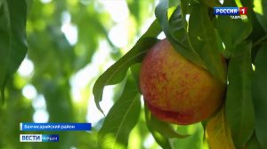 На полуострове стартовал сезон сбора нектаринов