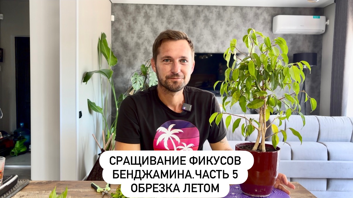 Сращивание фикусов Бенджамина.Часть 5. Обрезка летом