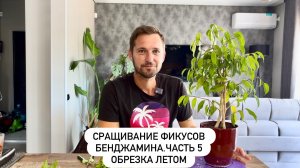 Сращивание фикусов Бенджамина.Часть 5. Обрезка летом