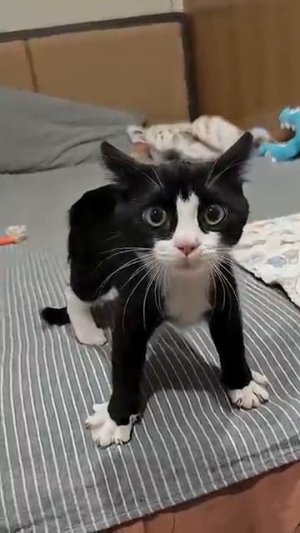 Горячий котенок 🐱