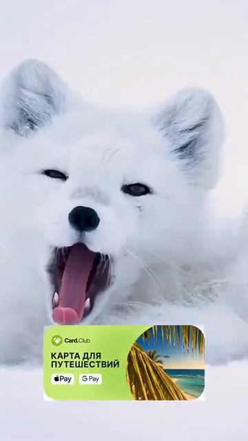 Песец🤣 северный шакал, который живёт за чужой счёт