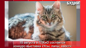 Владельцев кошек приглашают на конкурс