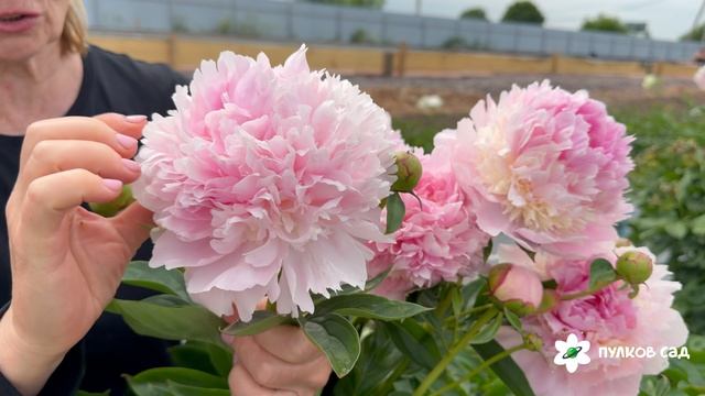 Angel Cheeks Peony. Энджел Чикс пион. Пулков сад (2026 г.)