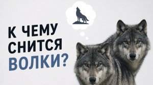 К чему снятся волки? К чему снятся волки беременной женщине? К чему снятся волки мужчине стая волков