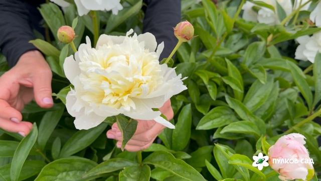 Amalia Olson Peony . Амалия Олсон пион. Пулков сад (2026 г.)