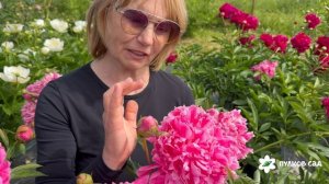 Amabillis Superbissima peony. Амабилис Супербиссима пион. Пулков сад (2026 г.)