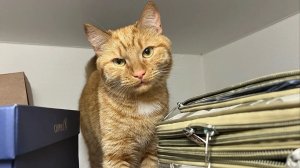 Встречайте нового друга – кота Тимофея!
