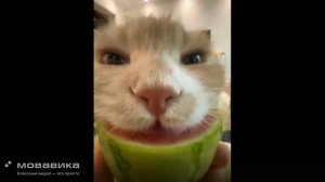 Ежедневные Будни Котиков №8