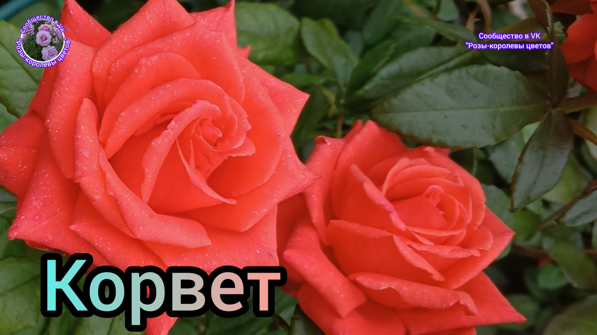 РОЗА КОРВЕТ. ЧАСТЬ 2