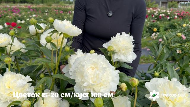 Duchesse De Nemours Peony. Дюшесс де Немур пион. Пулков сад (2026 г.)