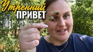 Утренний привет. Традиционная утренняя прогулка