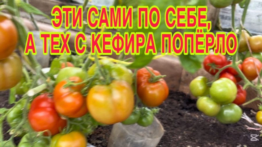10/8 26 ВТОРАЯ ВОЛНА ОГУРЦОВ. ТОЛЬКО ЕДЯТ, ДА СПЯТ)  ОТВЕЗЛИ ГОСТИНЦЫ ПОДРУГЕ. МЕНЯЮ ОГУРЦЫ НА ГРИБЫ