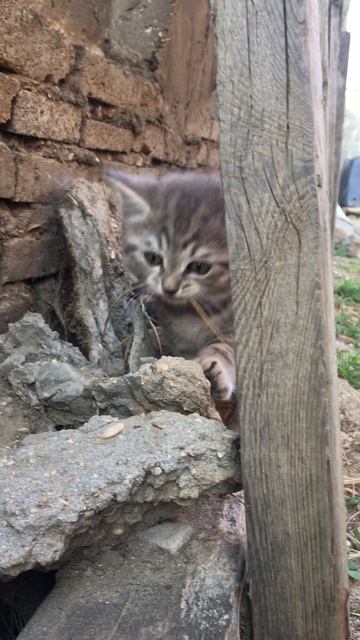 Муся и котята