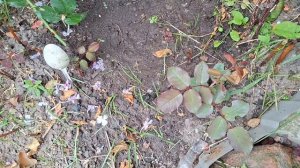 10.08.26. Жизнь на даче. Уборка лука, чеснока.