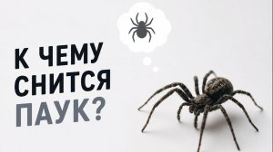 к чему снятся пауки, к чему снятся пауки женщине, к чему снится паук большой