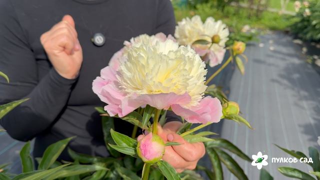 Touch Of Class Peony. Тач Оф Класс пион. Пулков сад (2026 г.)