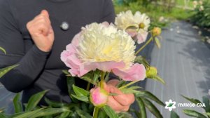 Touch Of Class peony. Тач Оф Класс пион. Пулков сад (2026 г.)