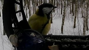 Гордый профиль