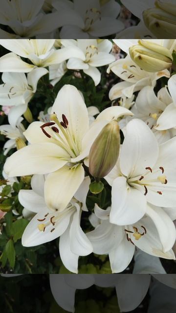 Petal_20260811_160132.mp4