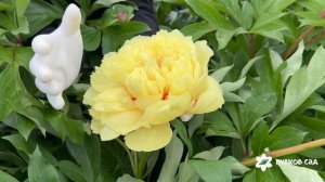 Sonoma Yedo peony. Сонома Йедо пион. Пулков сад (2026 г.)
