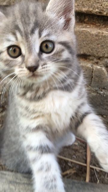 Муся и котята