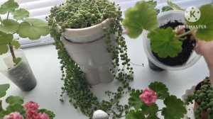 Ошибки при выращивании черенков Пеларгонии ☘️🌹☘️