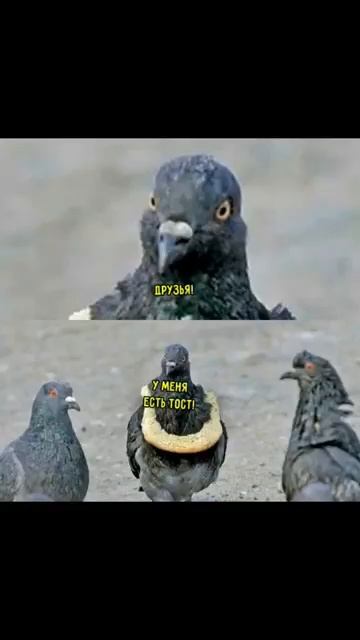 тост
