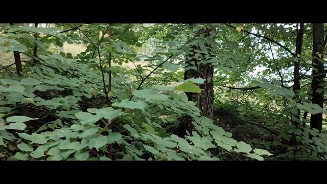 А мы теперь скачем. 11-08-2026