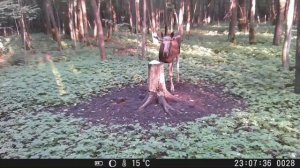 Лосиха привела малыша к солонцу: кадры с фотоловушки из леса Татарстана