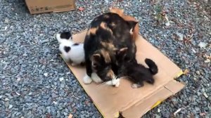 The Story of Hungry Kittens Asking for Milk and a Needy Mother Cat