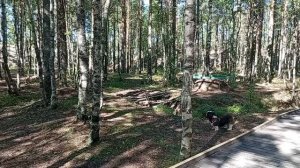 Прогулка в Сосновом бору. Встреча белочек.