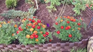 ✅️Чем занималась в саду и какие планы.