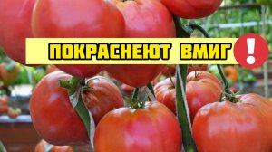 Это нужно Томатам для быстрого созревания. После этой подкормки Томаты быстро краснеют!