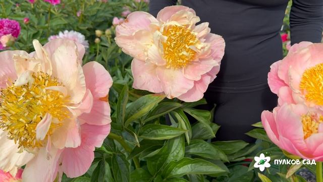 Kayleigh Ann Peony. Кейли Энн пион. Пулков сад (2026 г.)