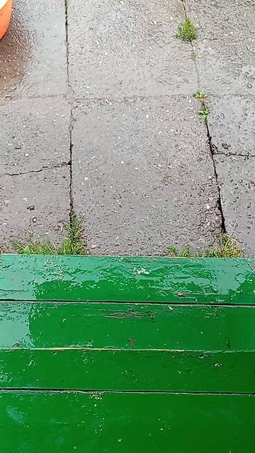 1000003190.mp4 летний дождь