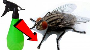 Как избавиться от мух За 3 Секунды! !!!! !