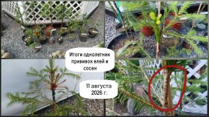 Итоги однолетних прививок елей и сосен.