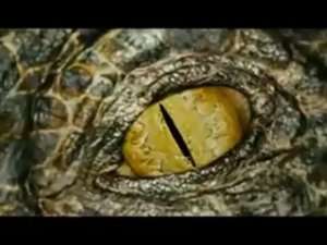 Primeval：Breaking The Habbits