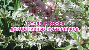 Летняя стрижка декоративных кустарников. 4К