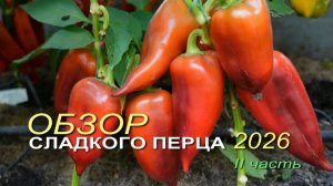 Обзор коллекционных ортов СЛАДКОГО ПЕРЦА сезона 2026. II часть