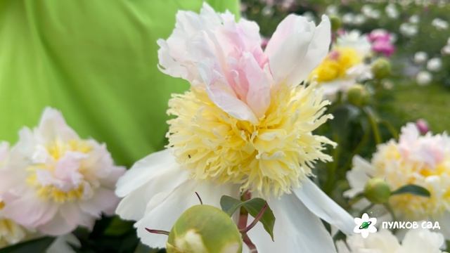 Top Brass Peony. Топ Брас пион. Пулков сад (2026г.)