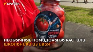 Семена побывали в космосе: необычные помидоры вырастили школьники из Ивья