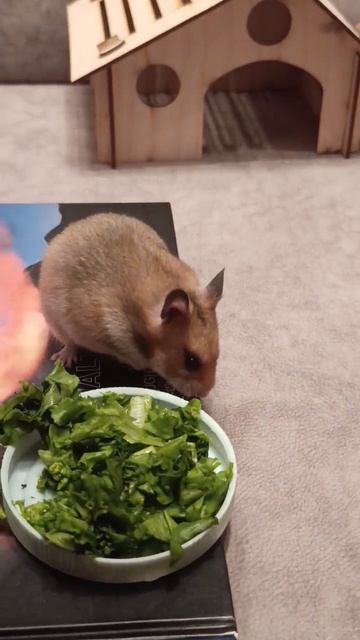 Хомячка Ириска🐹💚🪩