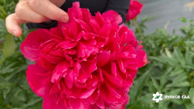 Many Happy Returns peony. Мэни Хэппи Ретёрнс пион. Пулков сад 2026 г.