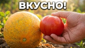 Дыня со своего огорода: делюсь результатом